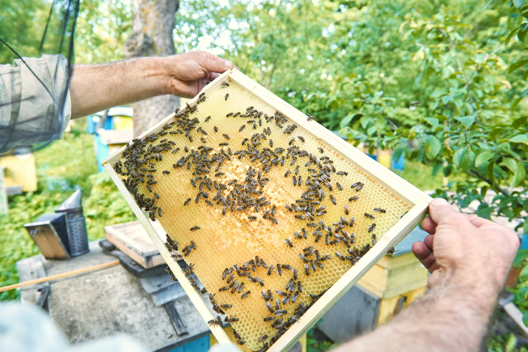 मधुमक्खी पालन कैसे करें - Beekeeping
