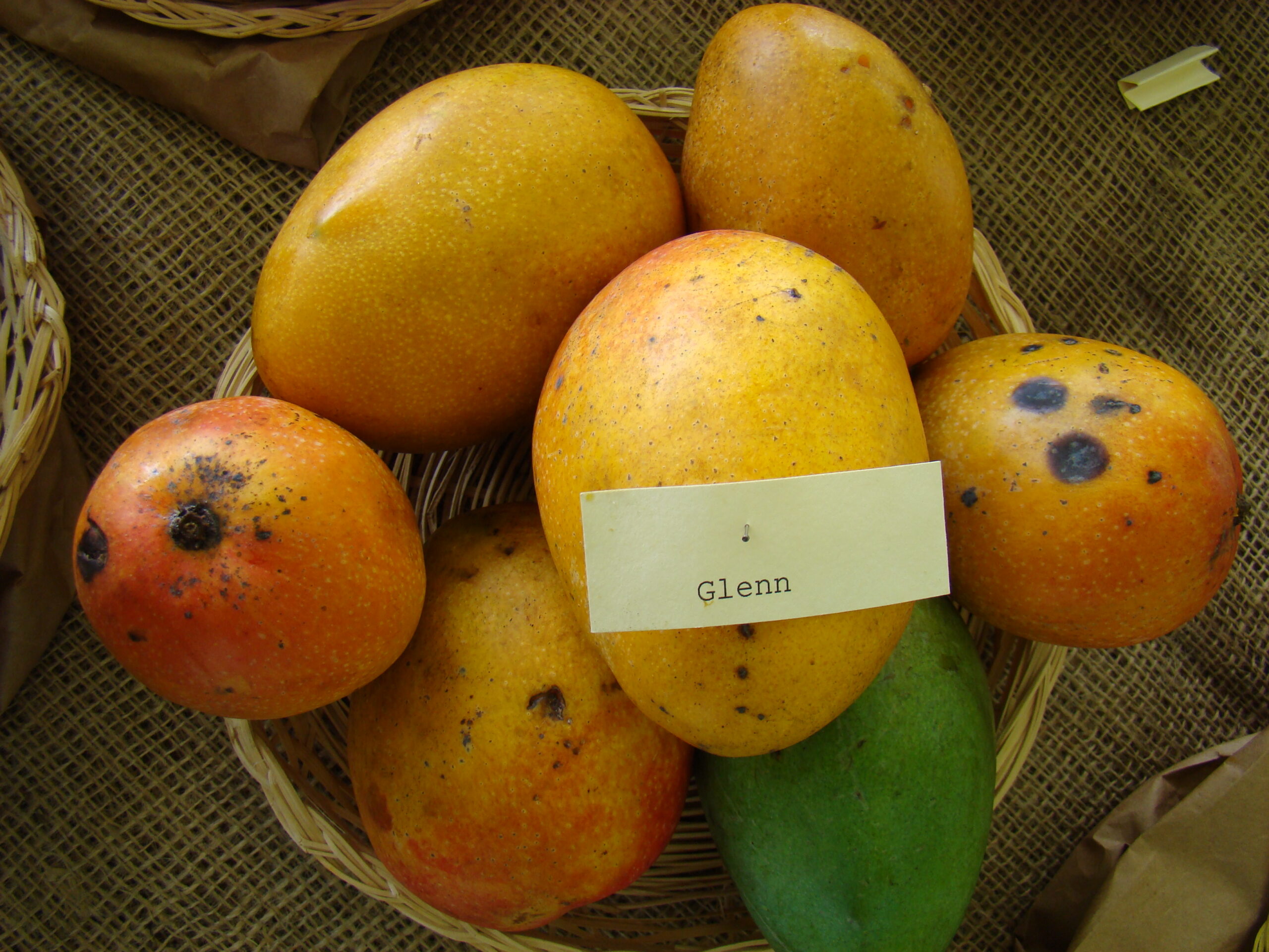How to identify mangoes ripened by chemical